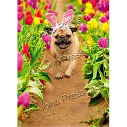 Avanti Card Easter Dog Running Through Tulips