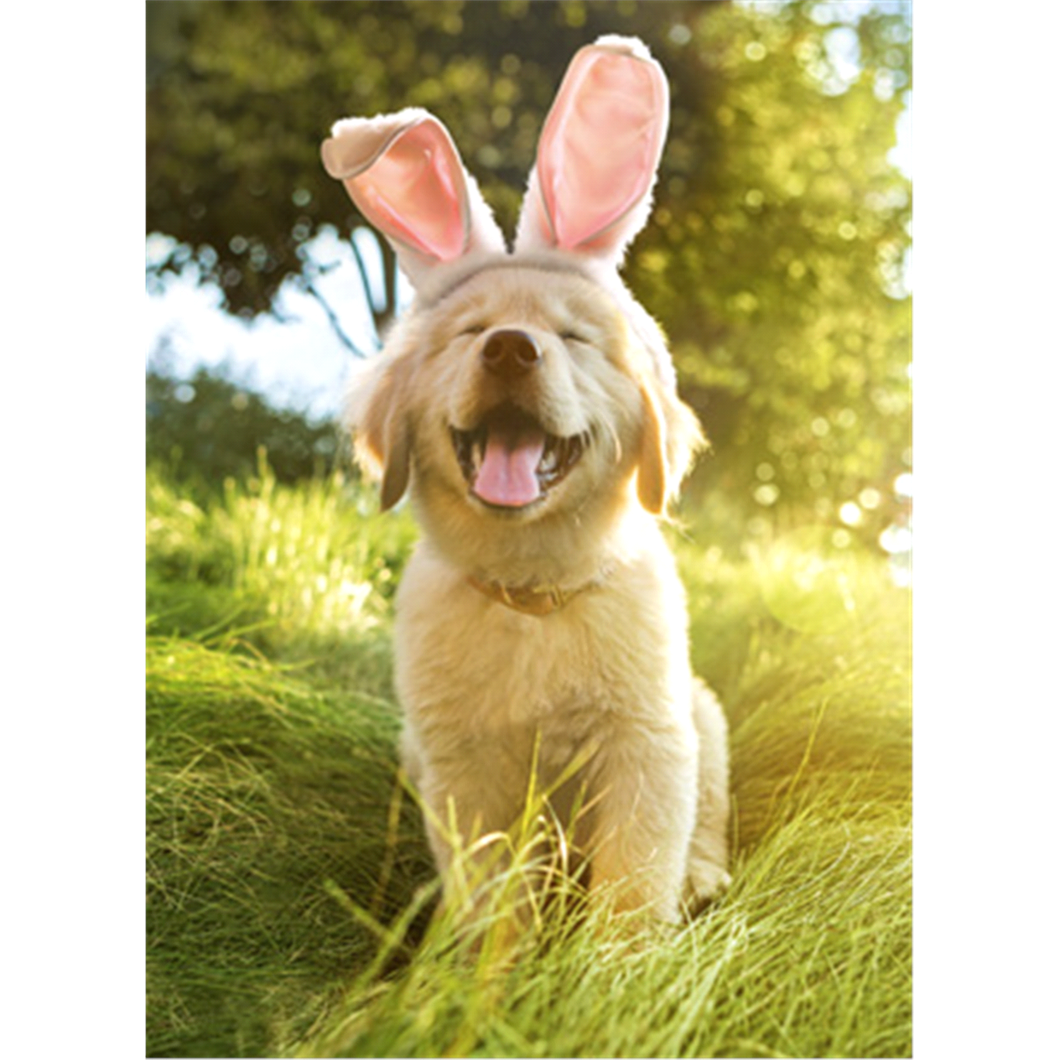 slide 1 of 1, Avanti Card Easter Golden Puppy W/bunny Ears, 1 ct