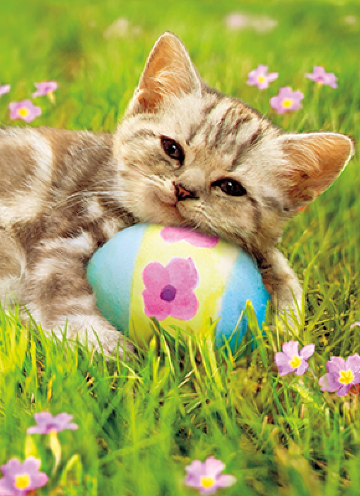 slide 1 of 1, Avanti Card Kitten Knit Easter Egg Cap, 1 ct