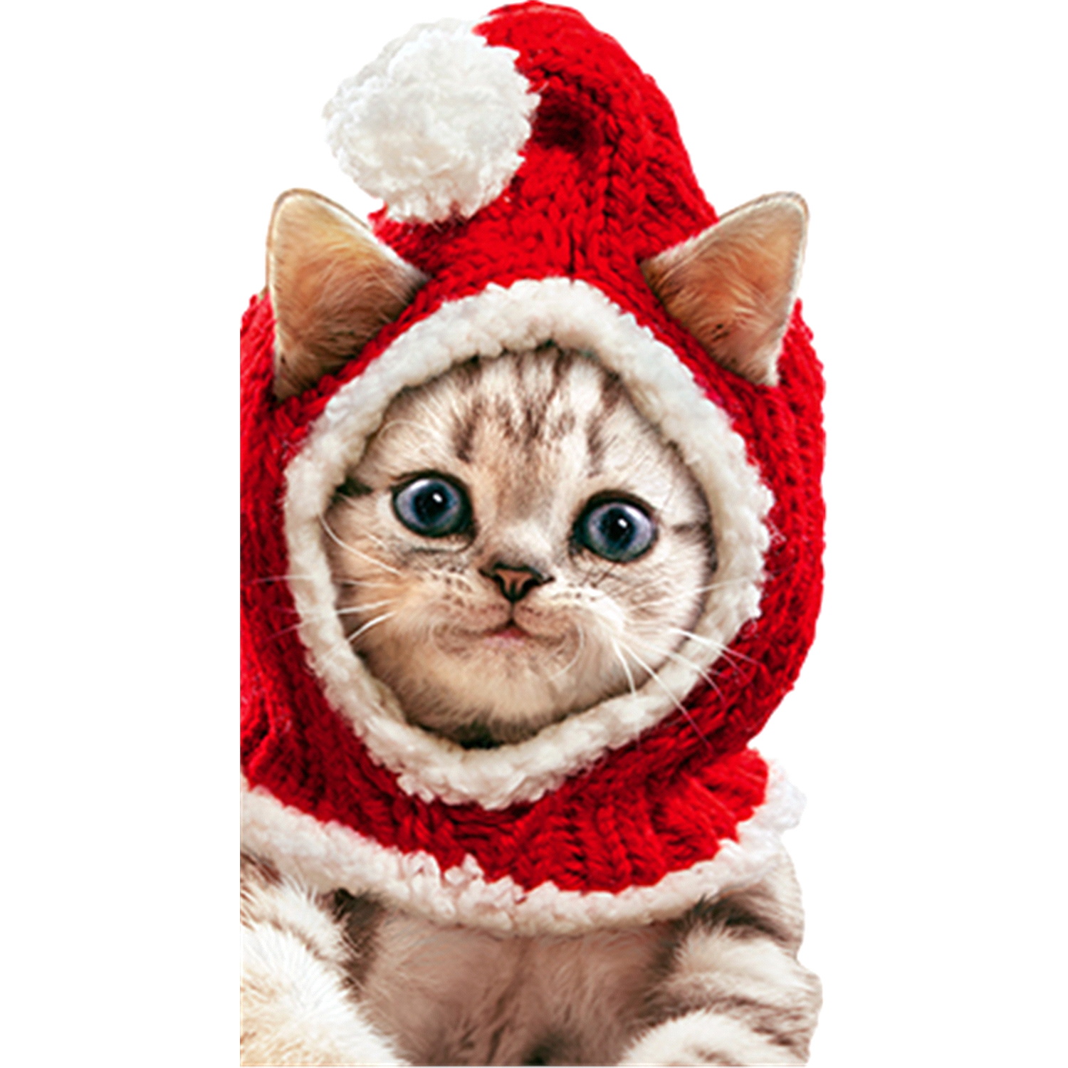 slide 1 of 1, Avanti Card Christmas Kitten Knit Santa, 1 ct