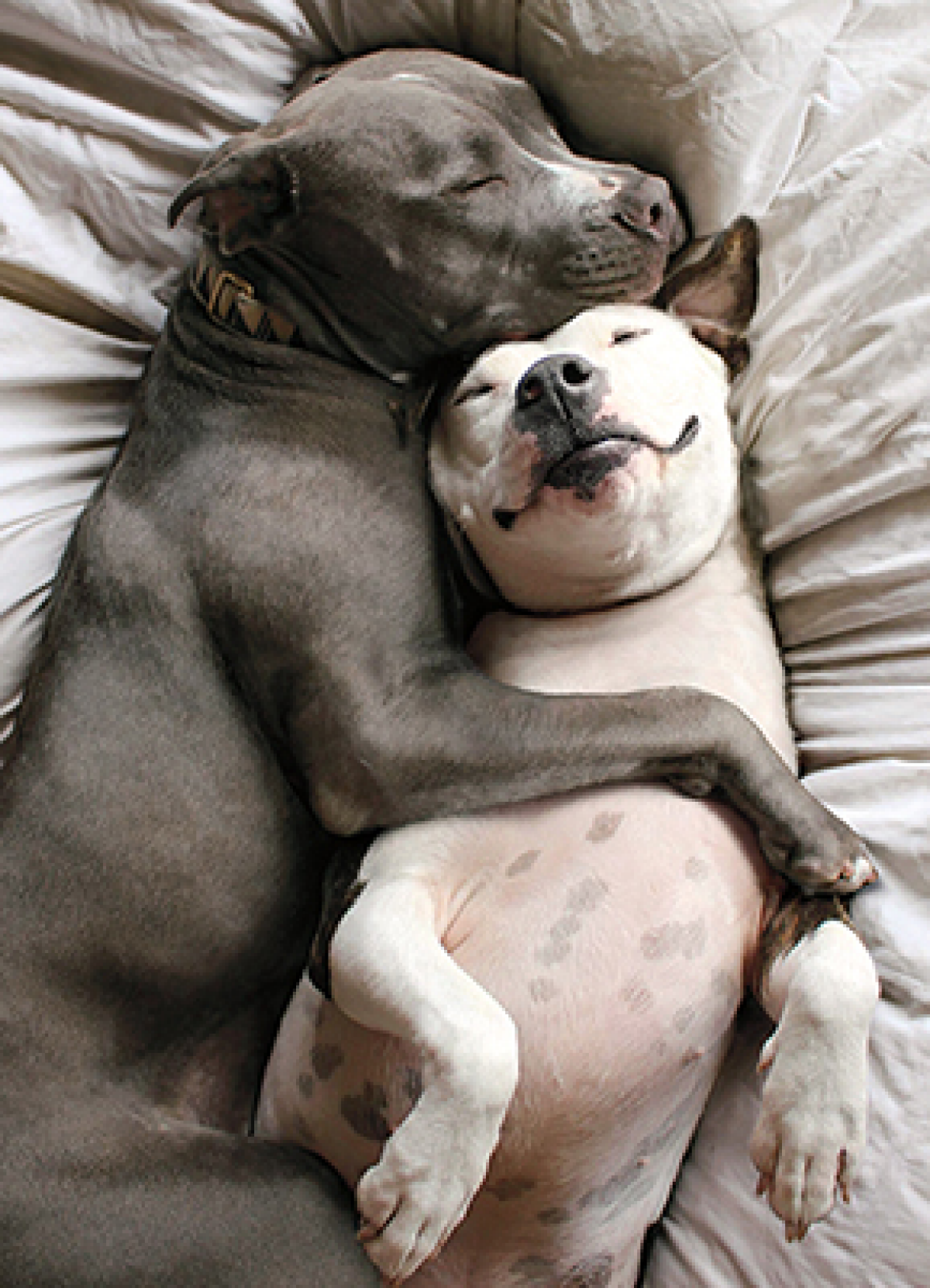 slide 1 of 1, Avanti Card Valentine Two Dogs Snuggling, 1 ct