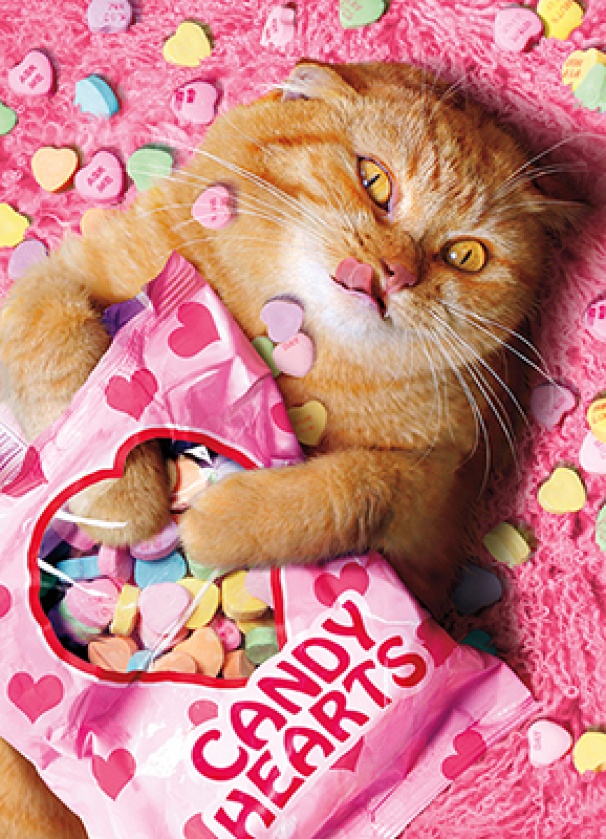 slide 1 of 1, Avanti Card Valentine Sweetheart Cat, 1 ct