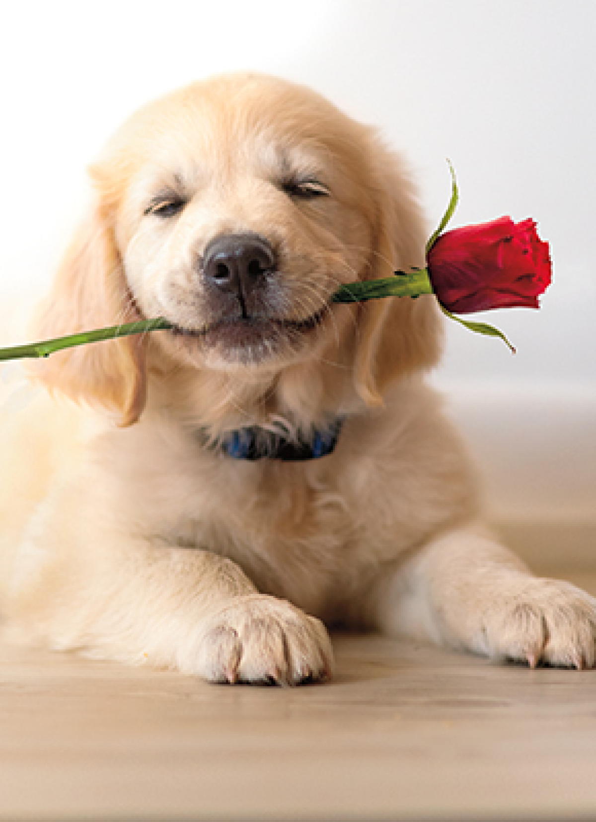 slide 1 of 1, Avanti Golden Puppy With Rose, 1 ct