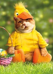 Avanti Card Easter Cat In Duck Costume