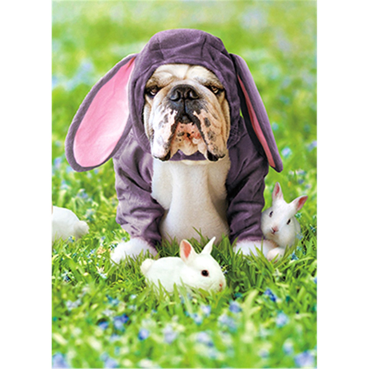 slide 1 of 1, Avanti Card Easter Dog Sully In Bunny Suit, 1 ct