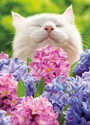 Avanti Card Easter Cat In Flowers Hyacin