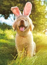 Avanti Golden Puppy With Bunny E