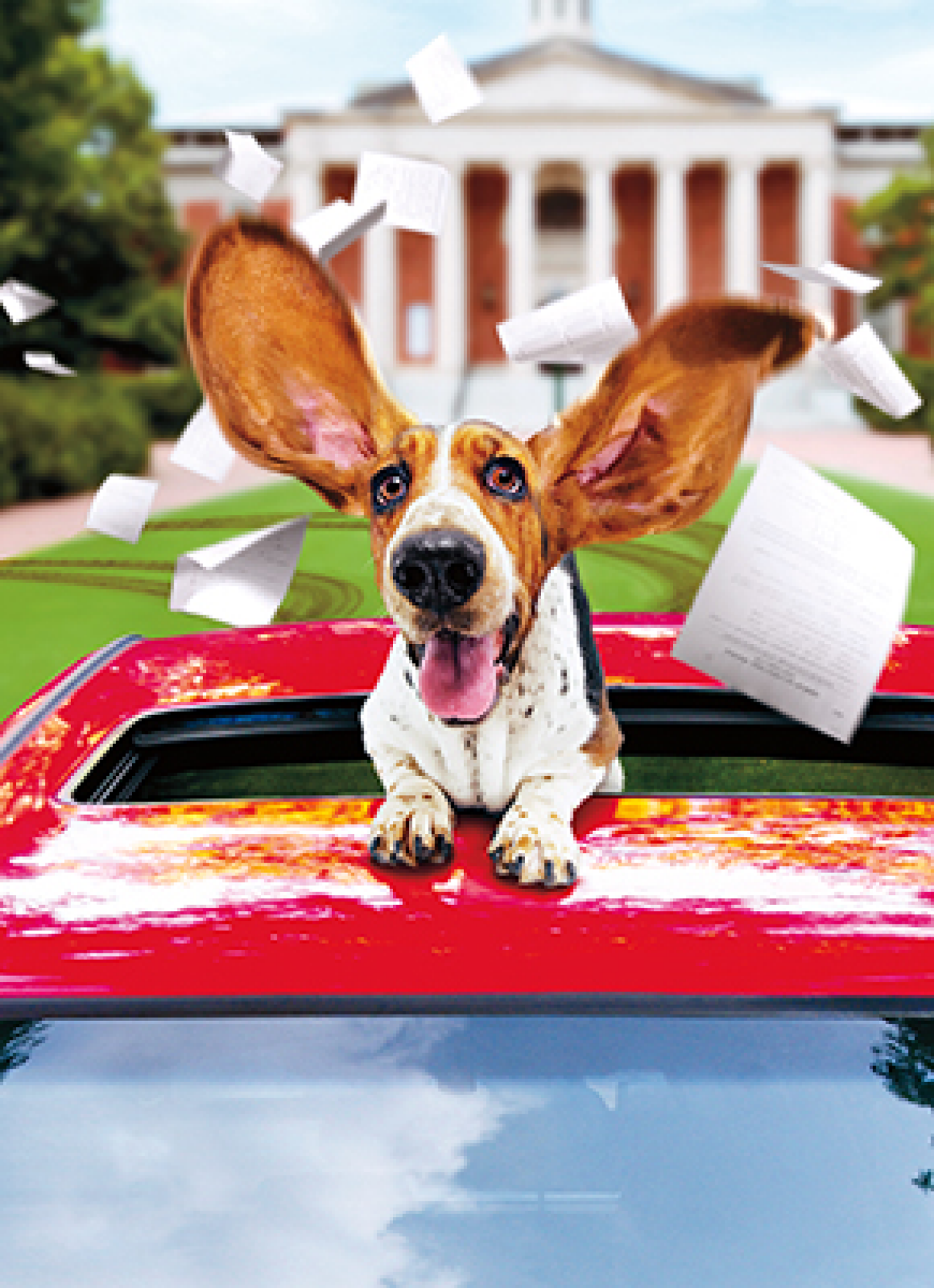 slide 1 of 1, Avanti Card Graduation Basset Hound In Limo, 1 ct