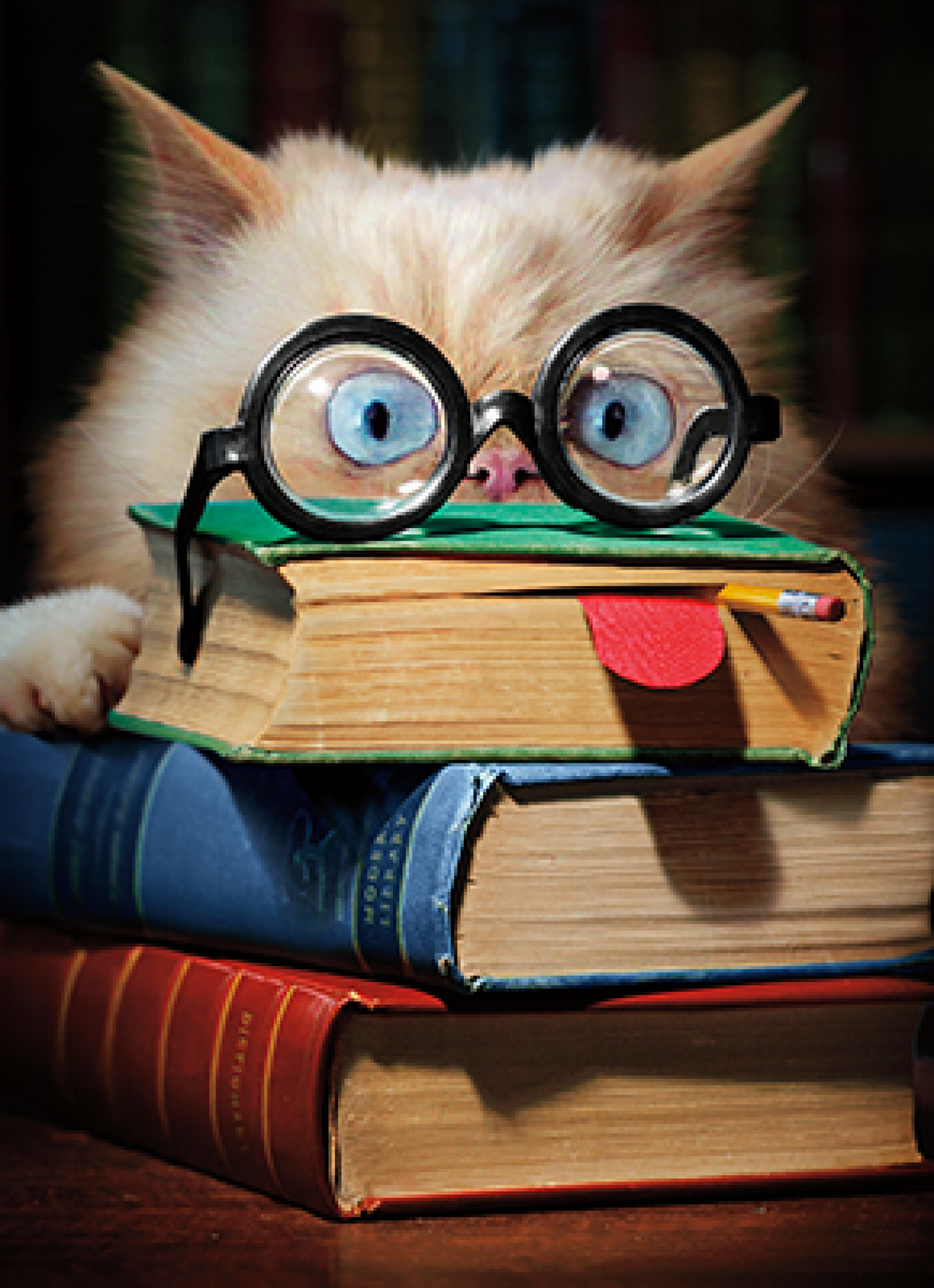 slide 1 of 1, Avanti Card Graduation Book Face Cat, 1 ct