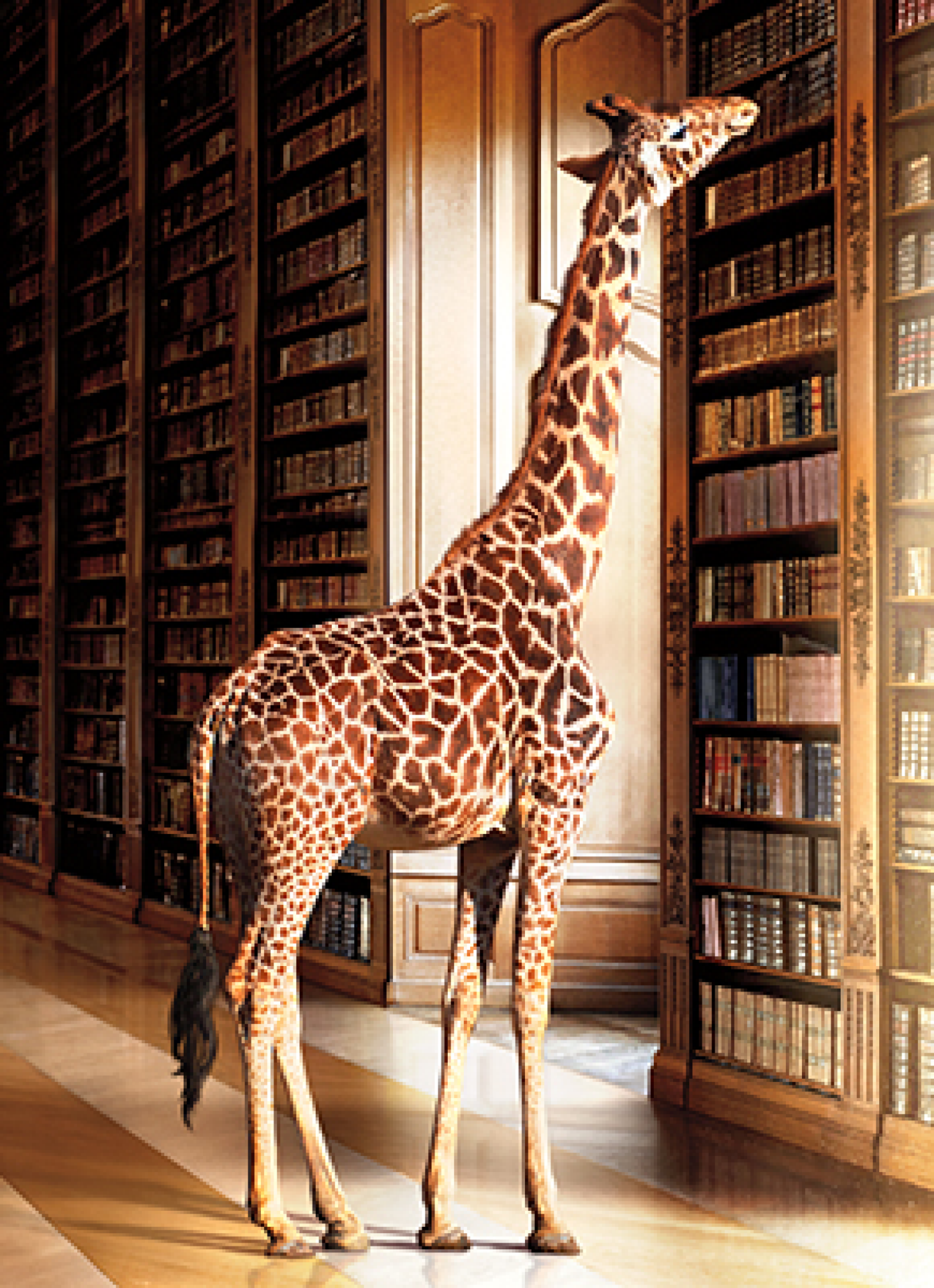 slide 1 of 1, Avanti Press, I Giraffe At Library, 1 ct