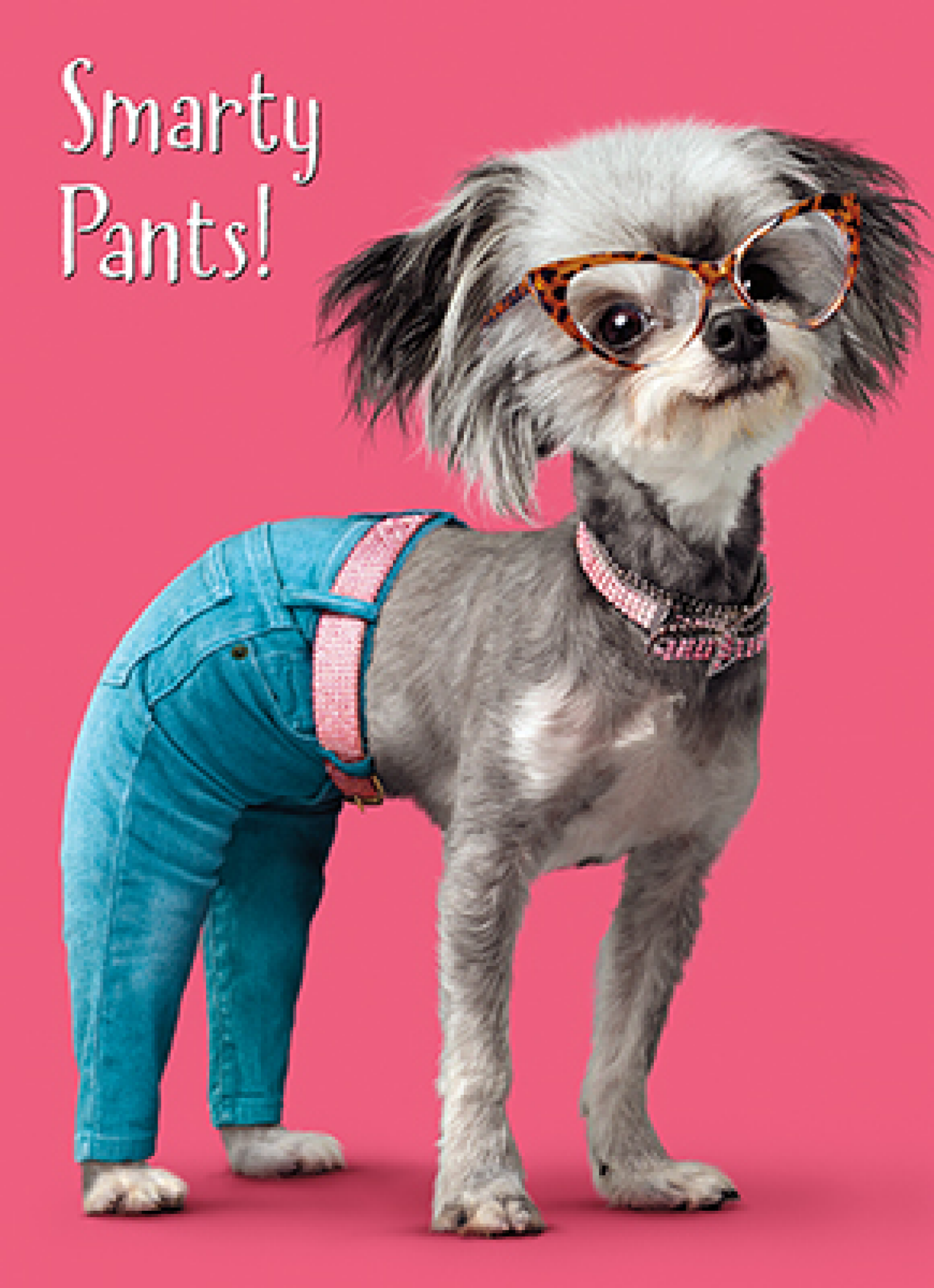 slide 1 of 1, Avanti Card Graduation Dog Smarty Pants, 1 ct