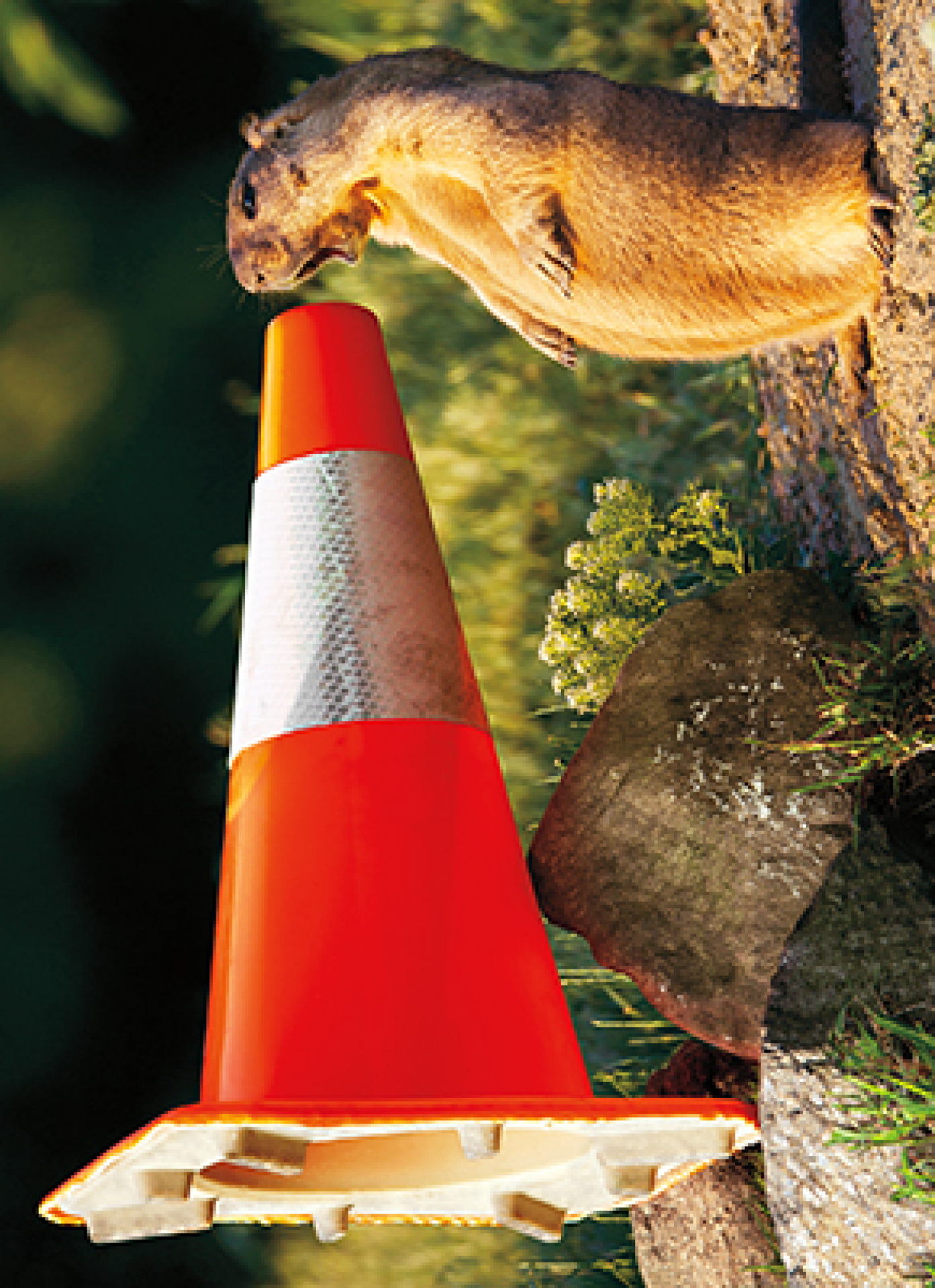 slide 1 of 1, Avanti Card Graduation Groundhog Construction Cone, 1 ct