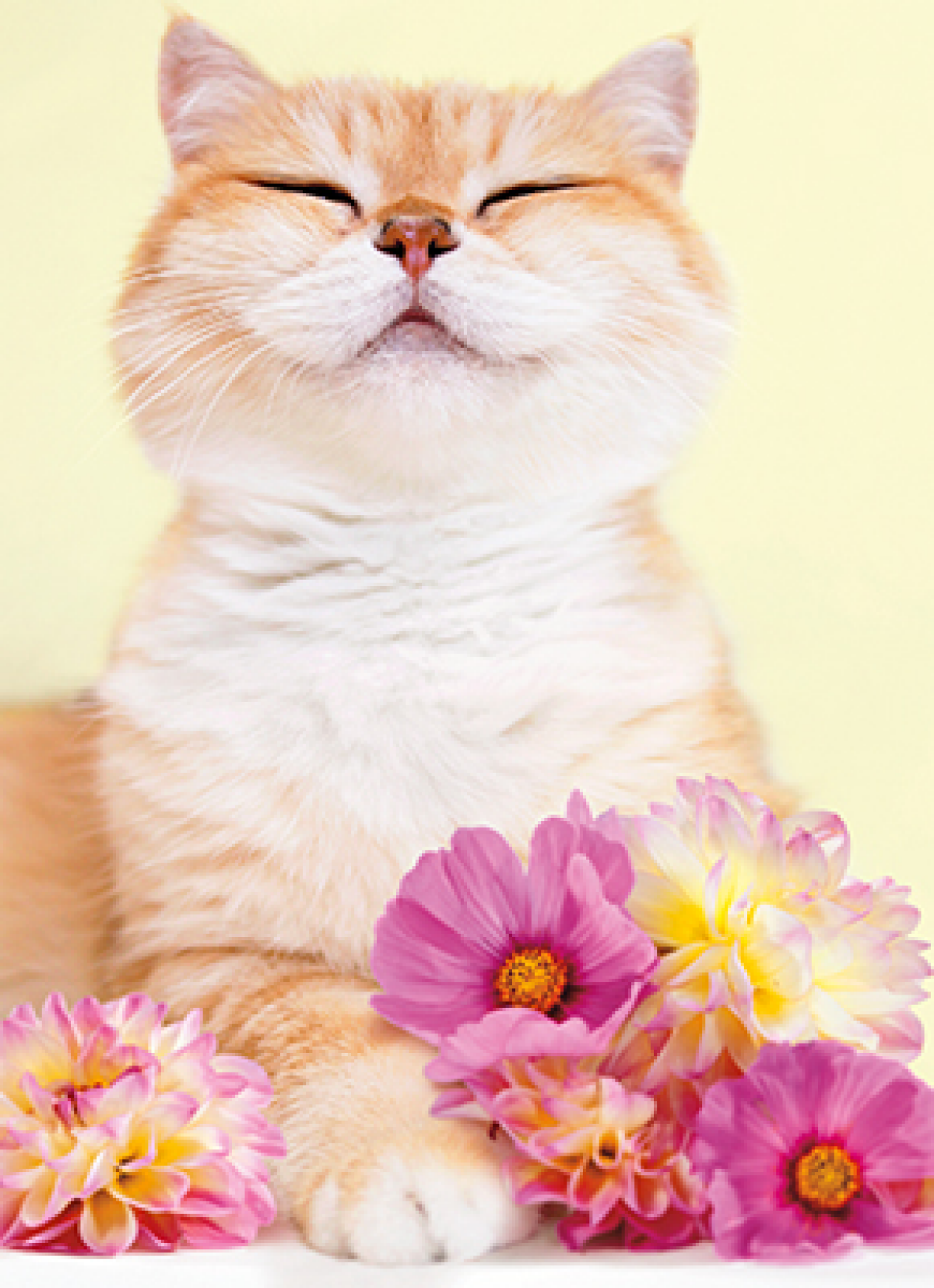 slide 1 of 1, Avanti Card Mothers Day Pretty Cat With Flowers, 1 ct