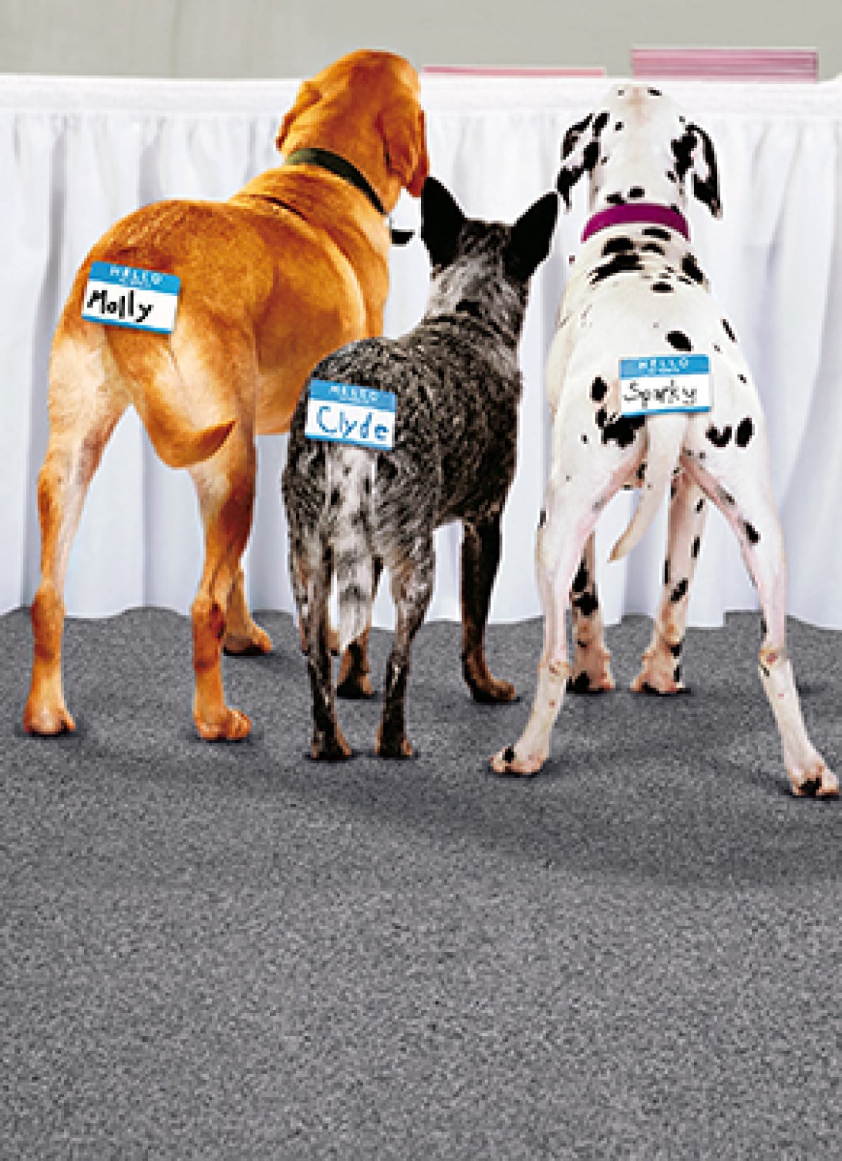 slide 1 of 1, Avanti Card Bday Cattle Rainbow Butt, 1 ct