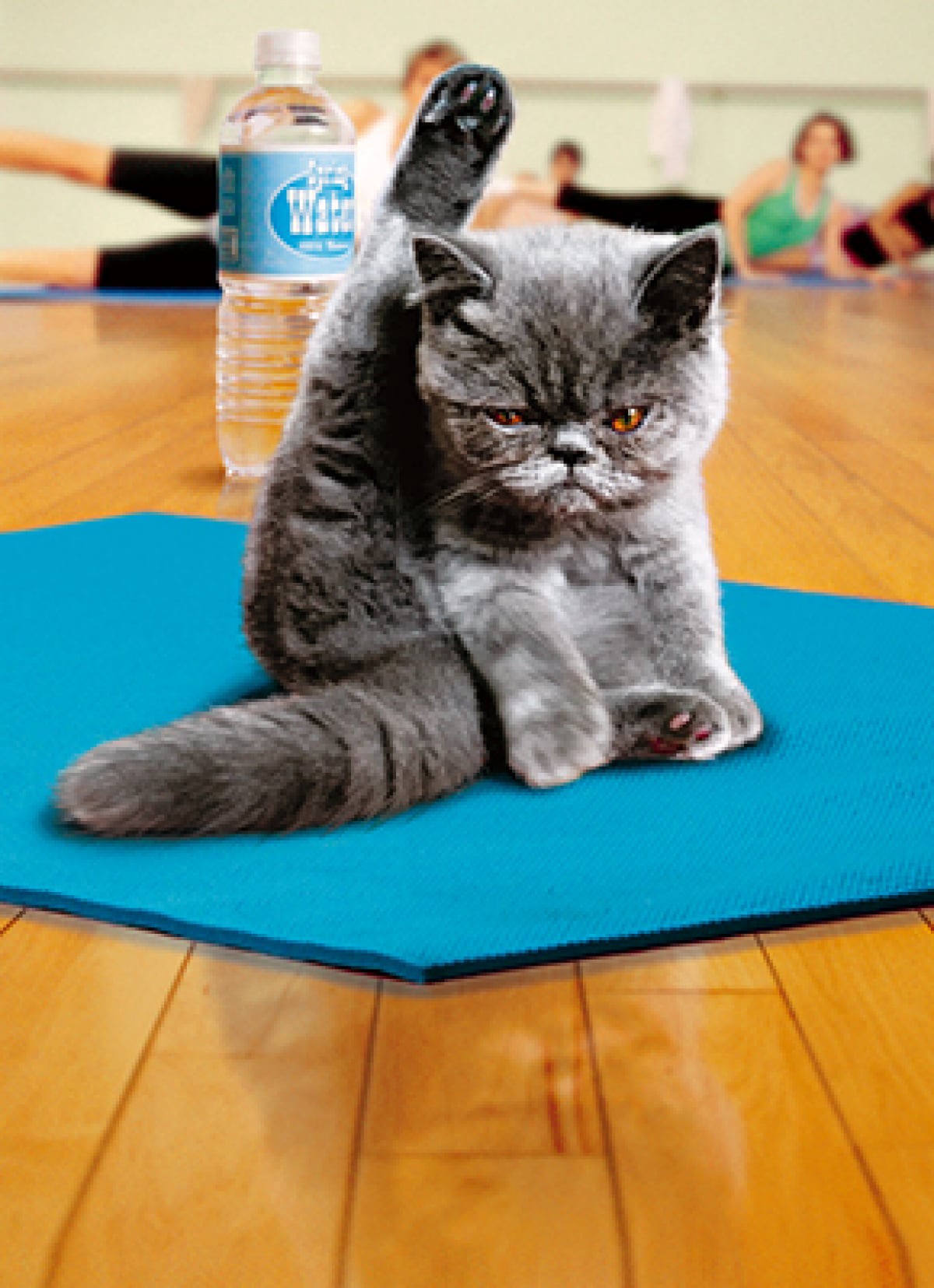 slide 1 of 1, Avanti Card Almost Funny Yoga Cat, 1 ct