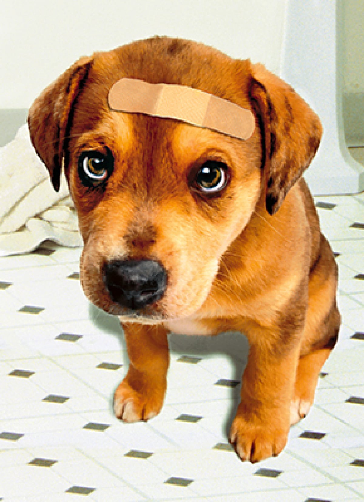 slide 1 of 1, Avanti Card Get Well Band Aid Dog, 1 ct