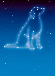 Avanti Card Pet Dog Sympathy Stars