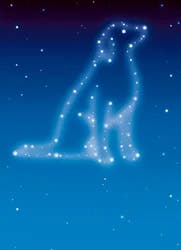 Avanti Card Pet Dog Sympathy Stars