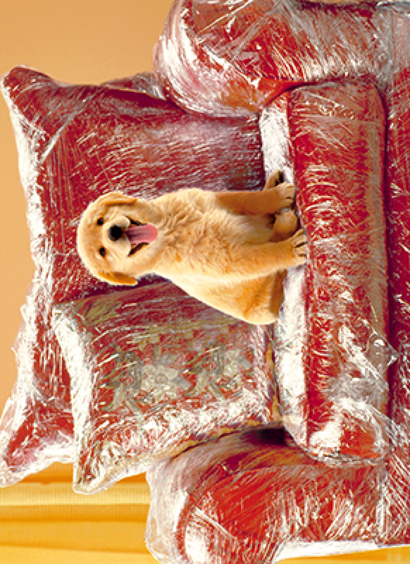 slide 1 of 1, Avanti Card Pet Puppy In Plastic Covere, 1 ct