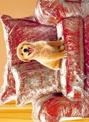 Avanti Card Pet Puppy In Plastic Covere