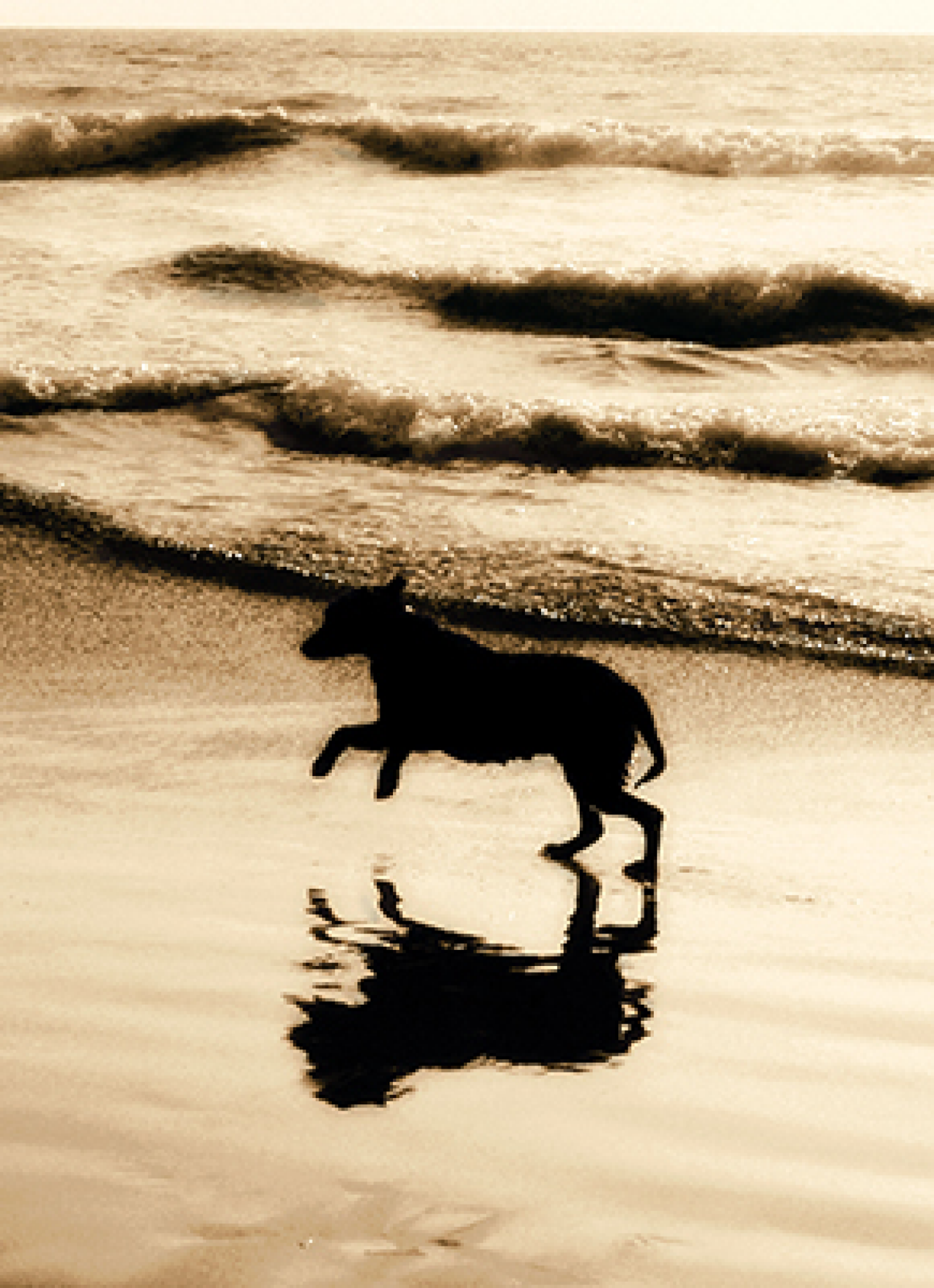 slide 1 of 1, Avanti Card Pet Dog On Beach BW, 1 ct