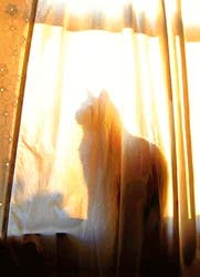 Avanti Card Pet Silhouette Cat