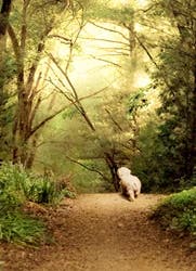 Avanti Card Pet White Dog On Path