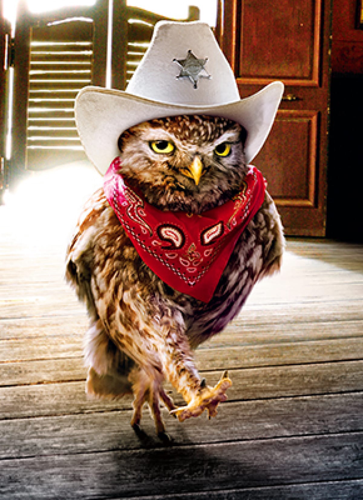 slide 1 of 1, Avanti Card Bday Cowboy Owl, 1 ct
