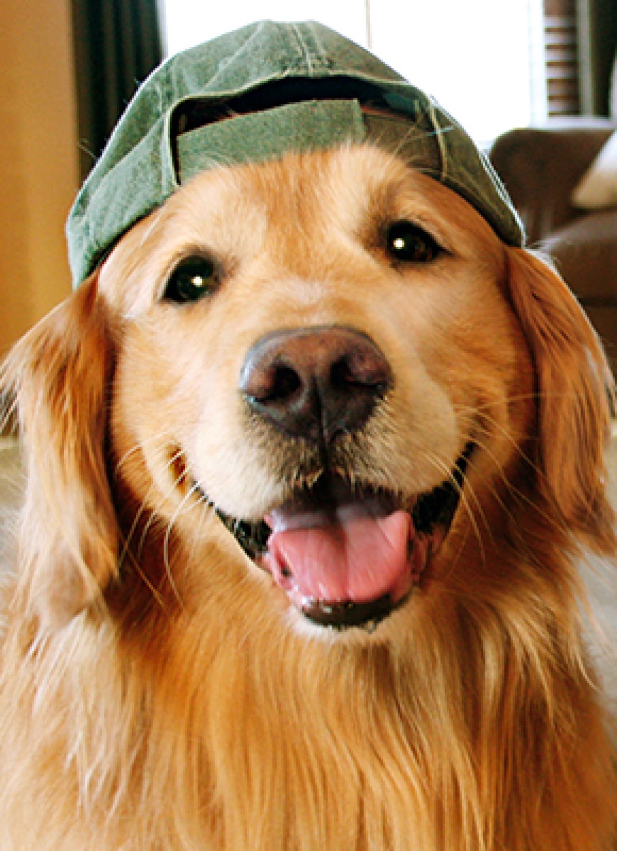 slide 1 of 1, Avanti Card Blank Golden Retriever Baseb, 1 ct