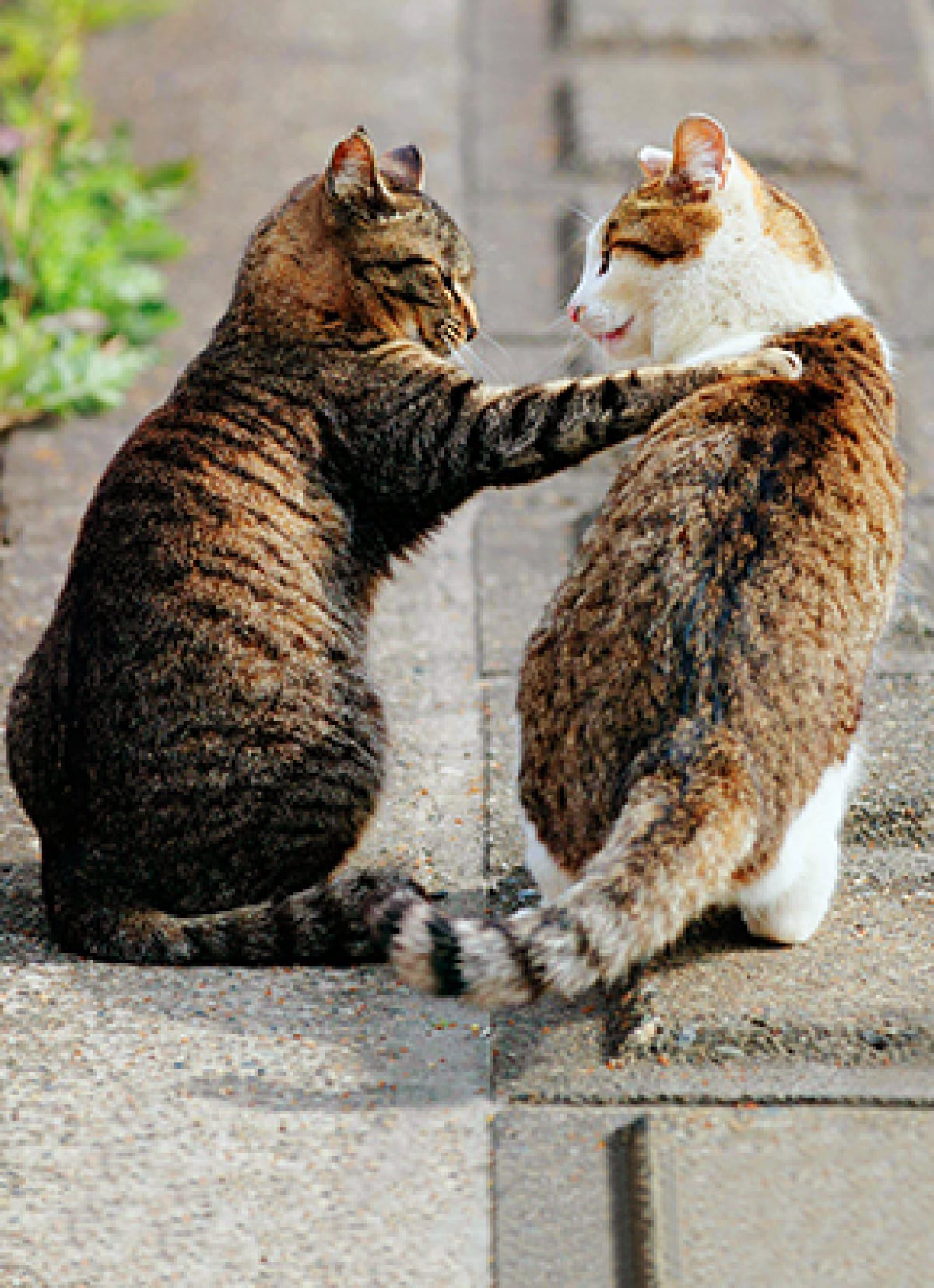 slide 1 of 1, Avanti Card Blank Cat Friends, 1 ct