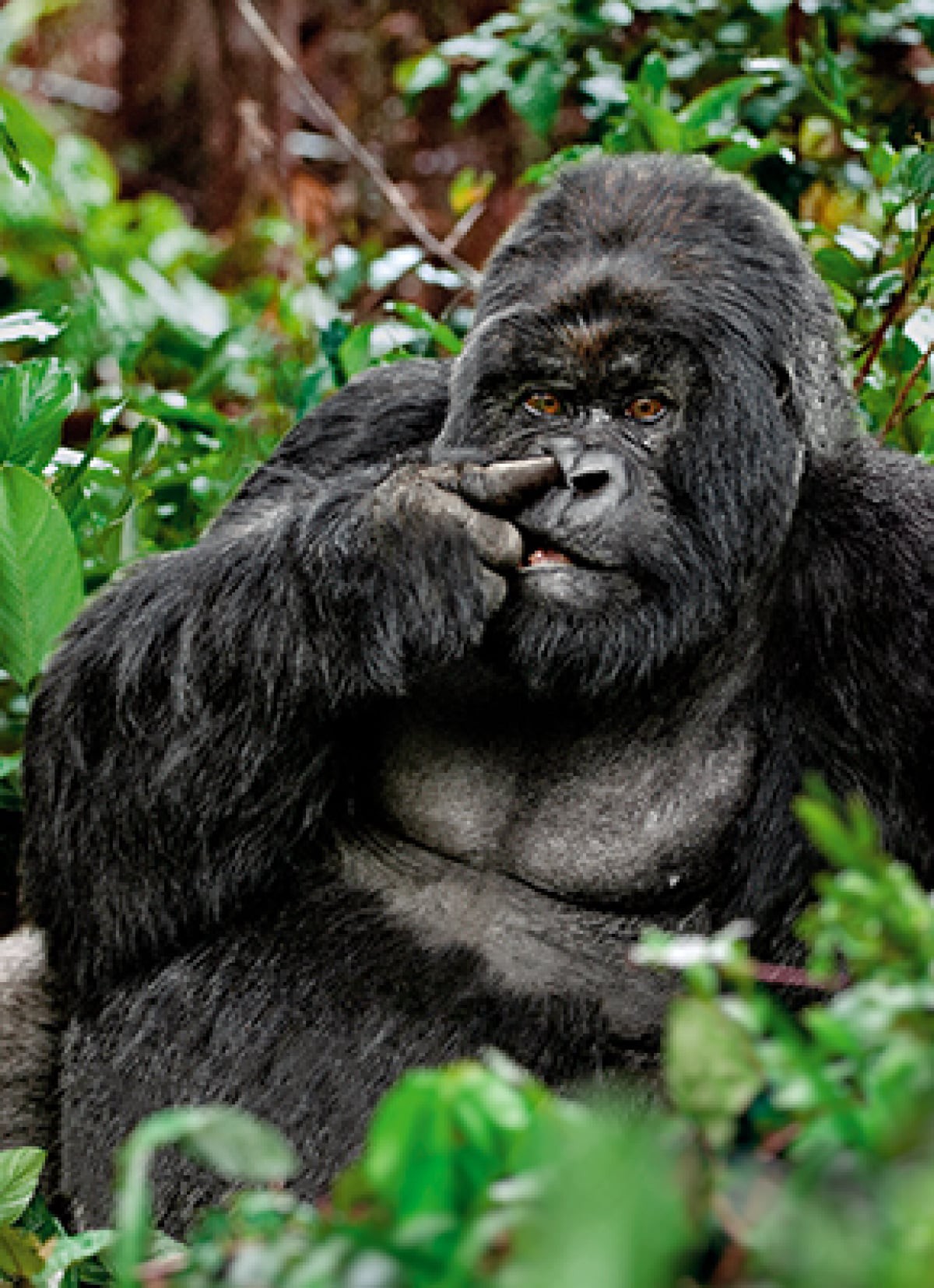 slide 1 of 1, Avanti Card Bday Gorilla Picking Nose, 1 ct