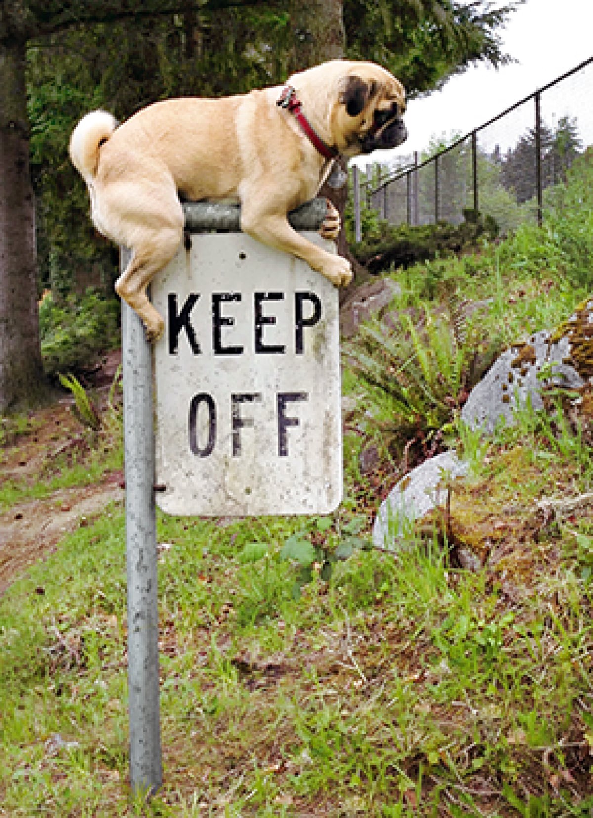 slide 1 of 1, Avanti Card Bday Pug Keep Off Sign, 1 ct