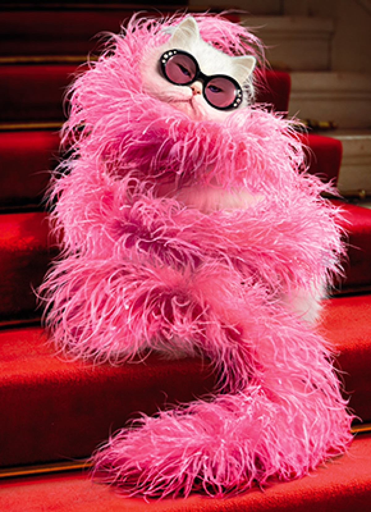 slide 1 of 1, Avanti Card Bday Cat Wrapped In Feather, 1 ct