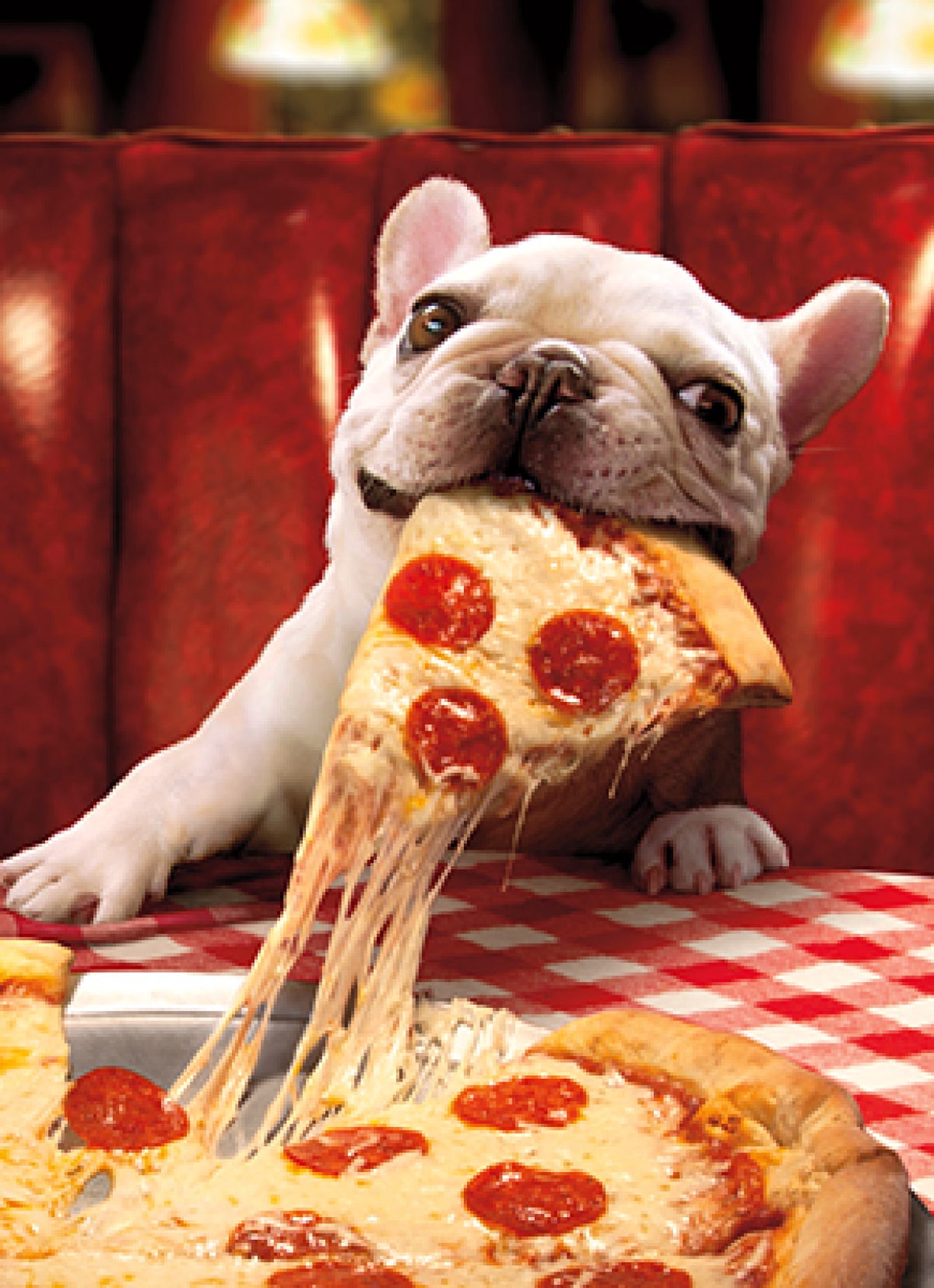 slide 1 of 1, Avanti Card Birthday Dog With Cheesy Pizza Slice, 1 ct