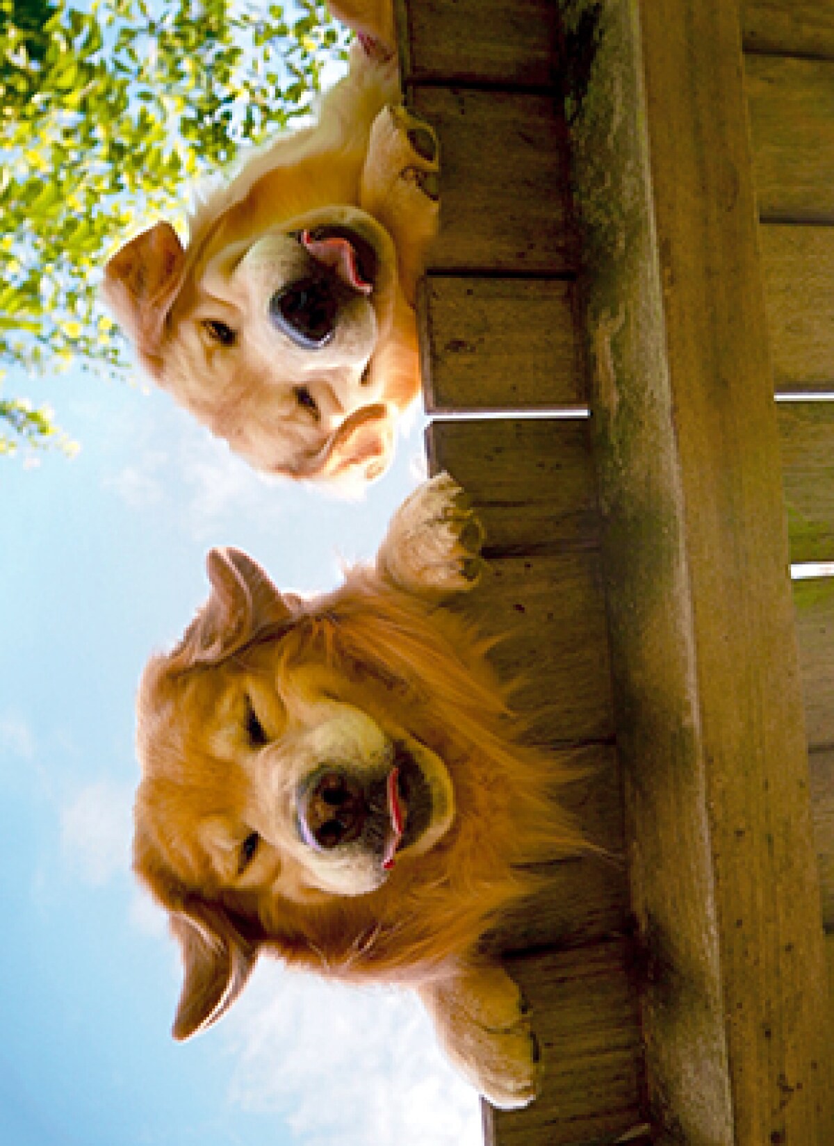 slide 1 of 1, Avanti Card Get Well Goldens Over Fence, 1 ct