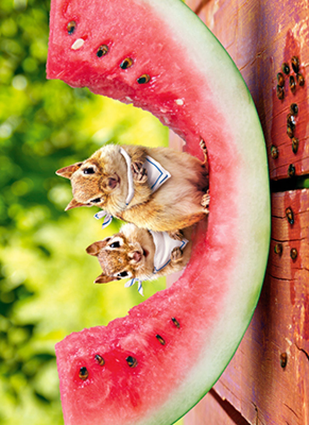 slide 1 of 1, Avanti Card Bday Chipmunk Watermelon, 1 ct