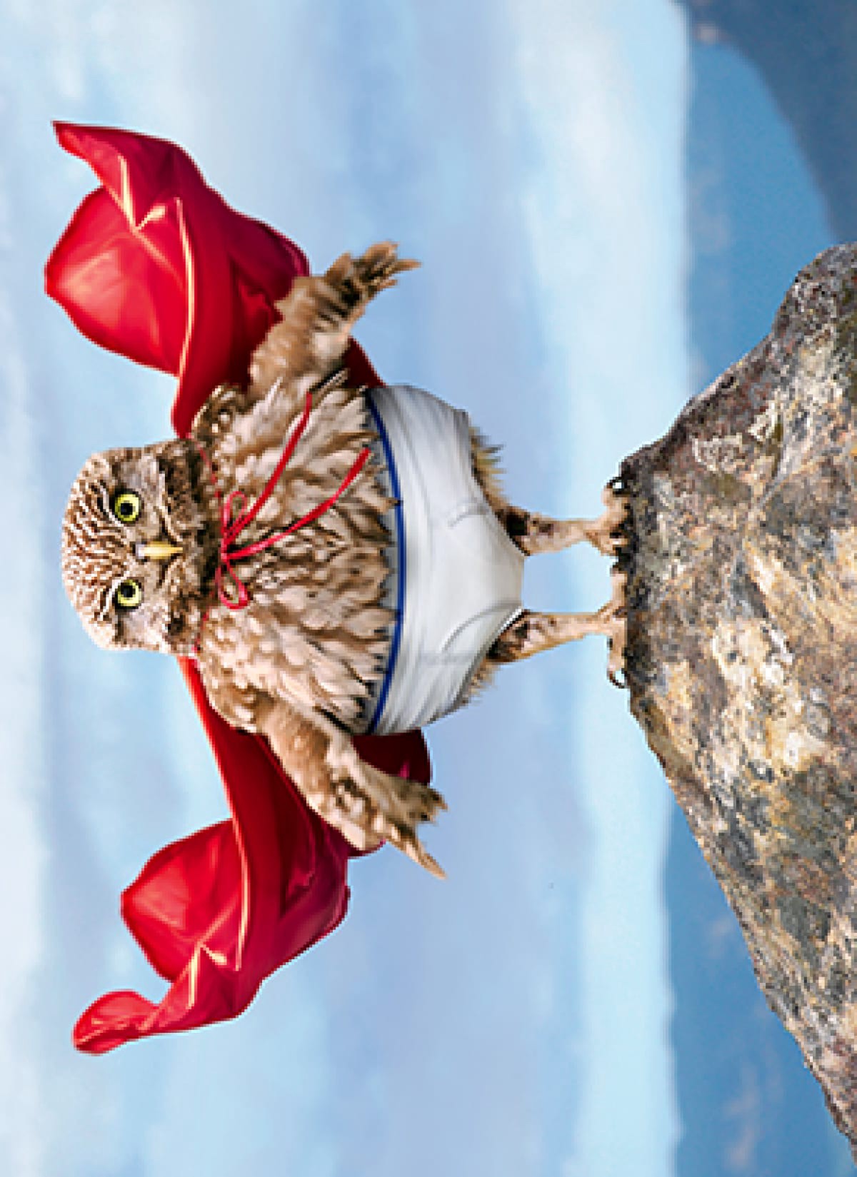 slide 1 of 1, Avanti Card Bday Owl Superstar, 1 ct