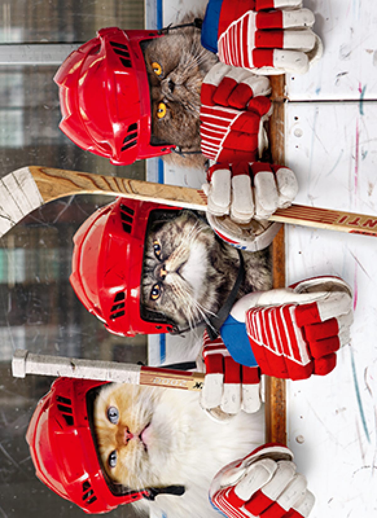 slide 1 of 1, Avanti Card Bday Hockey Cats, 1 ct