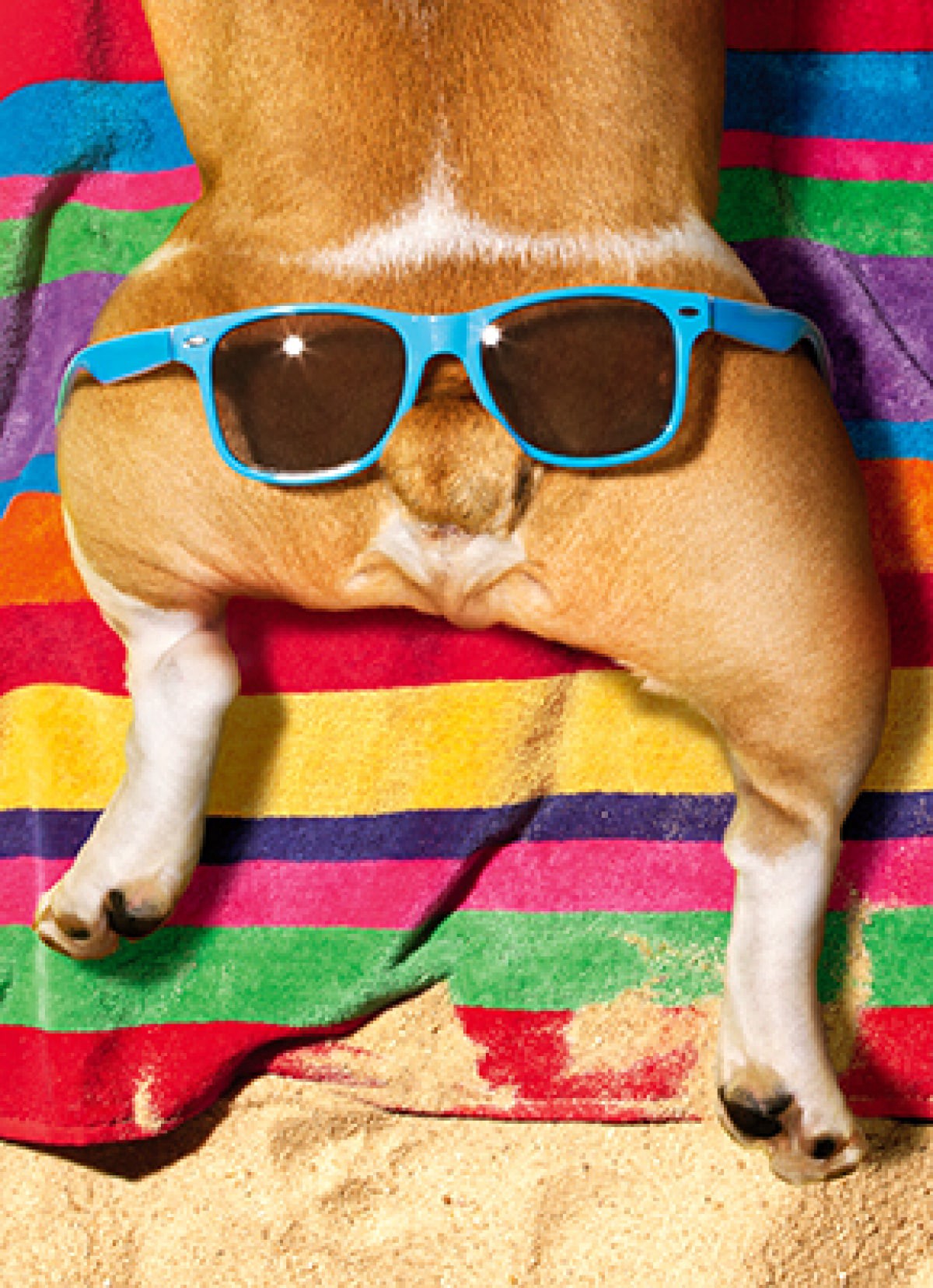 slide 1 of 1, Avanti Card Bel Bday DogGlassesButt, 1 ct