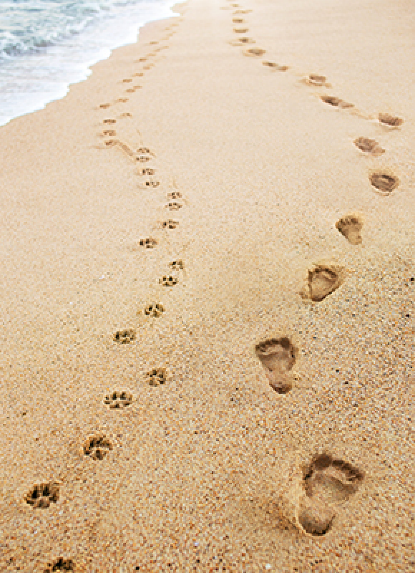 slide 1 of 1, Avanti Card Pet Human And Dog Footprint, 1 ct