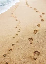 Avanti Press Human and Dog Footprints Card