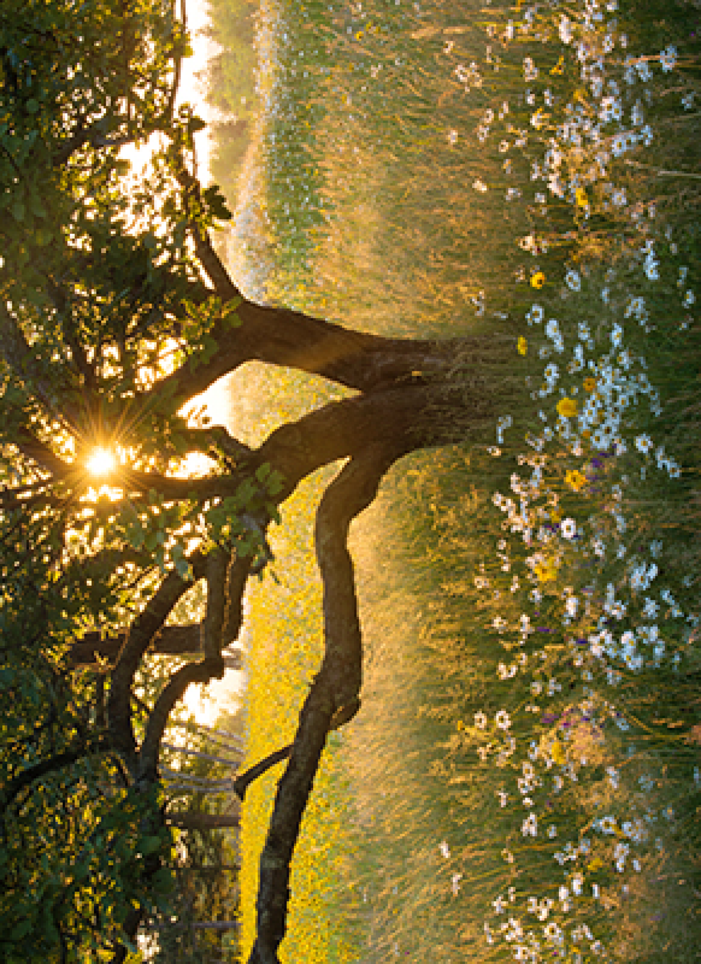 slide 1 of 1, Avanti Card Pet Sunrise Tree In Field O, 1 ct