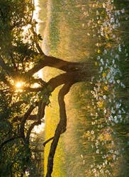 Avanti Card Pet Sunrise Tree In Field O