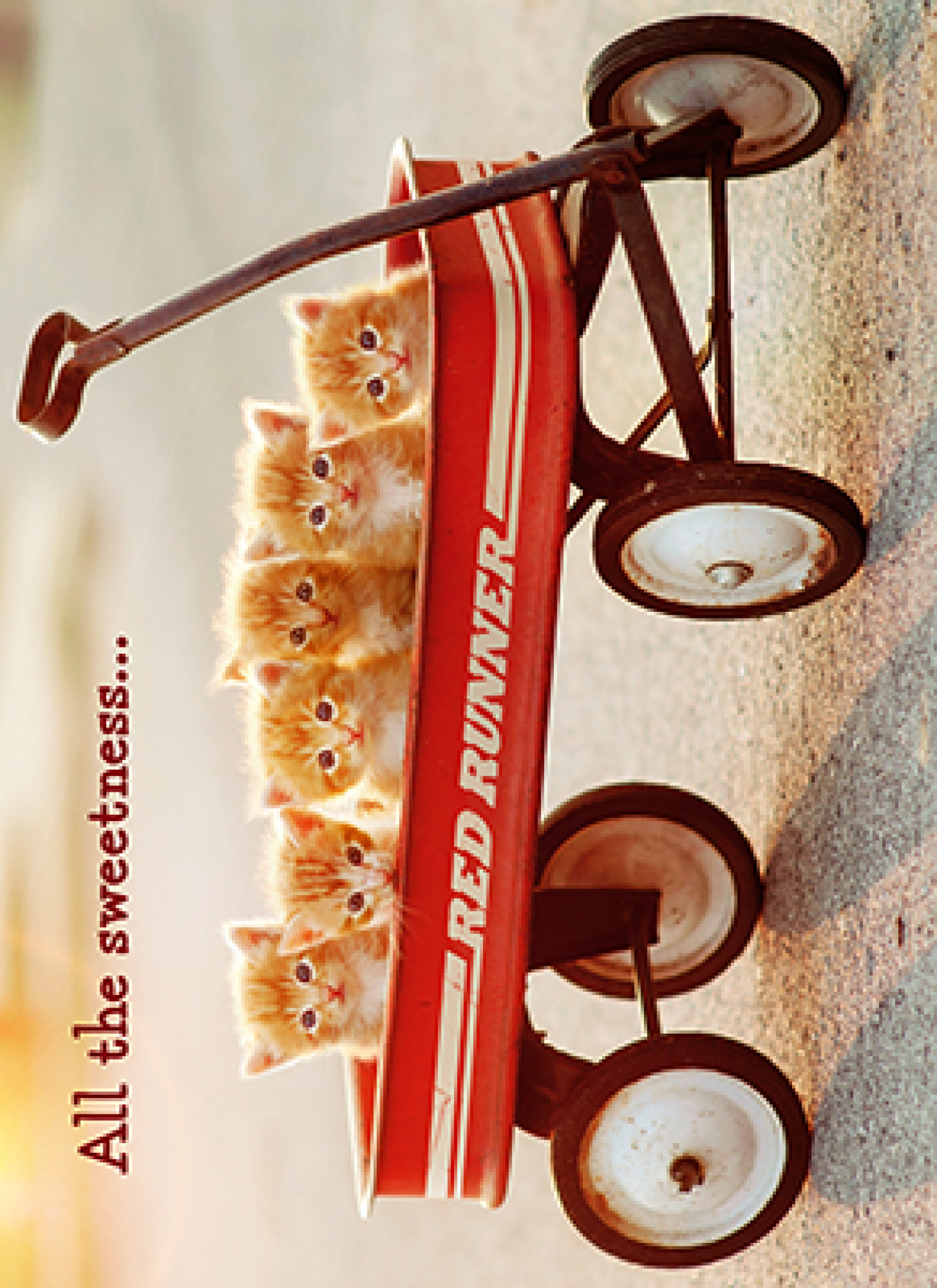 slide 1 of 1, Avanti Card Pet Kittens In Wagon New P, 1 ct