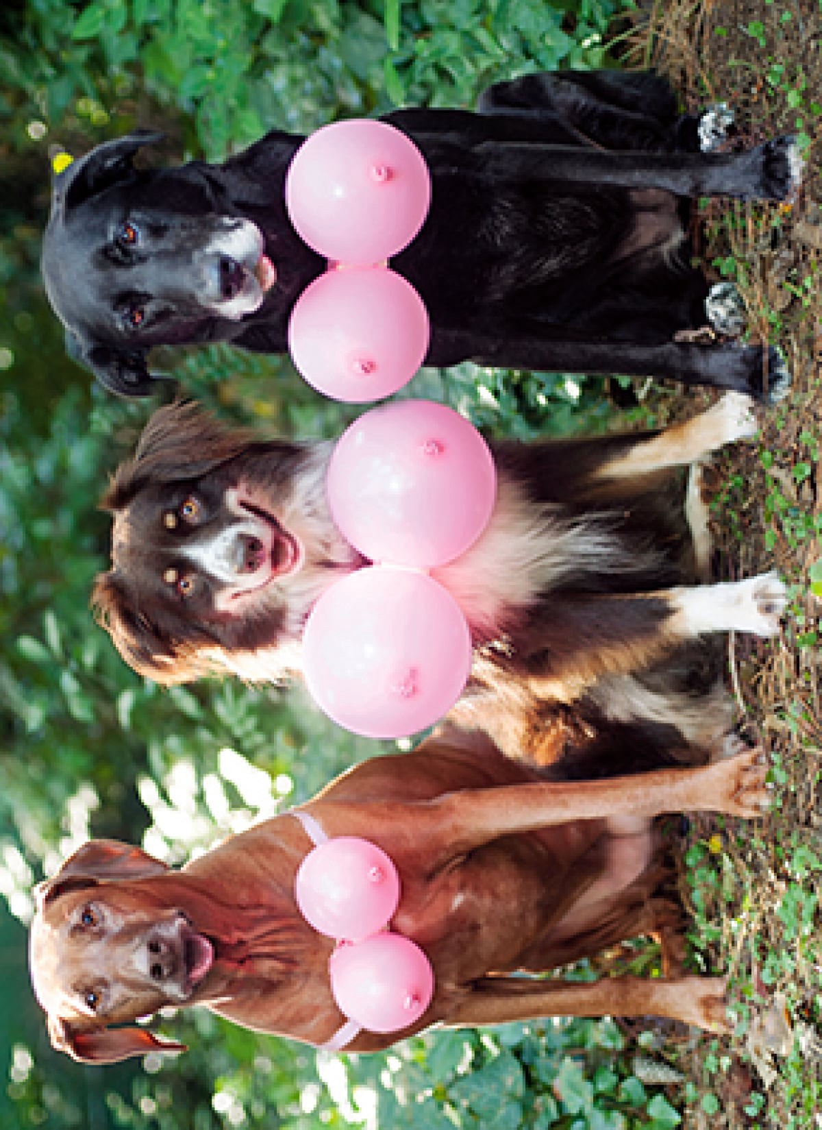 slide 1 of 1, Avanti Three Dogs With Pink Ballo, 1 ct