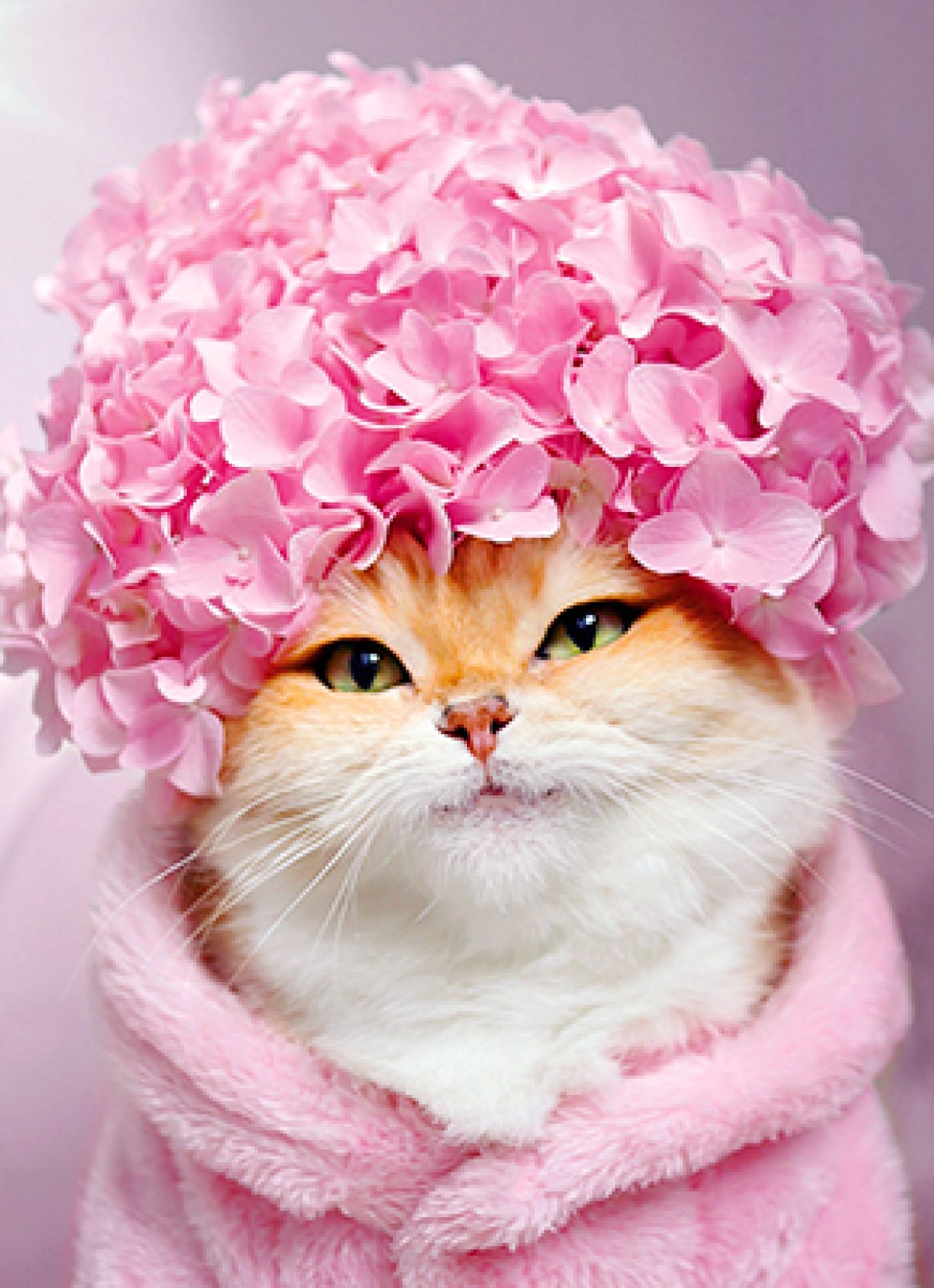 slide 1 of 1, Avanti Card Bday Kitty Cat Hydrangea Cap, 1 ct