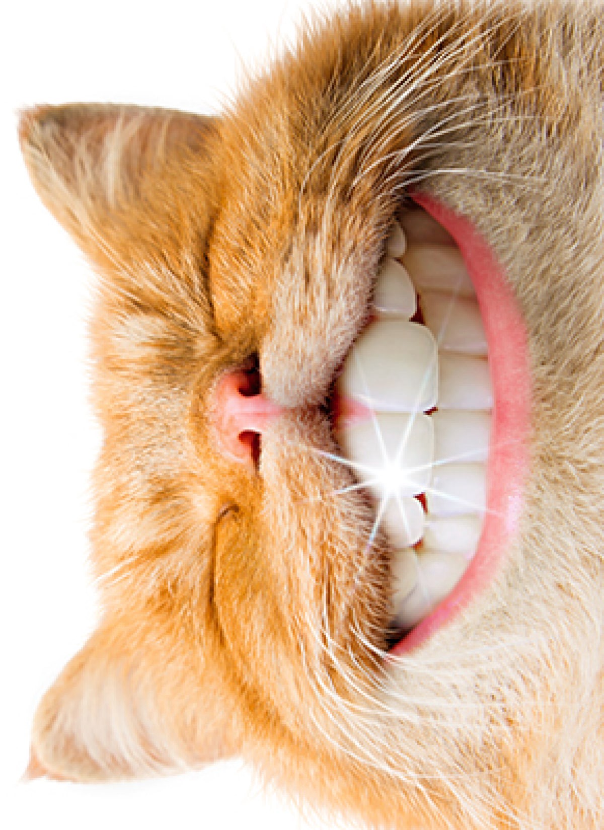 slide 1 of 1, Avanti Card Support Cat With Human Teeth, 1 ct