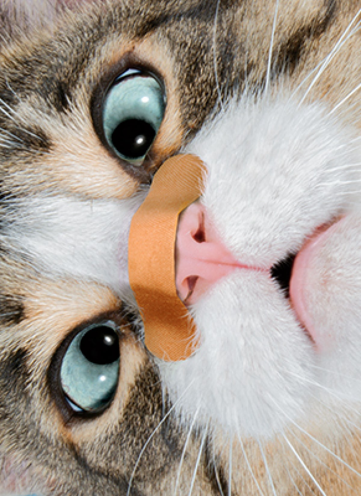 slide 1 of 1, Avanti Cat With Band Aid Nose -, 1 ct