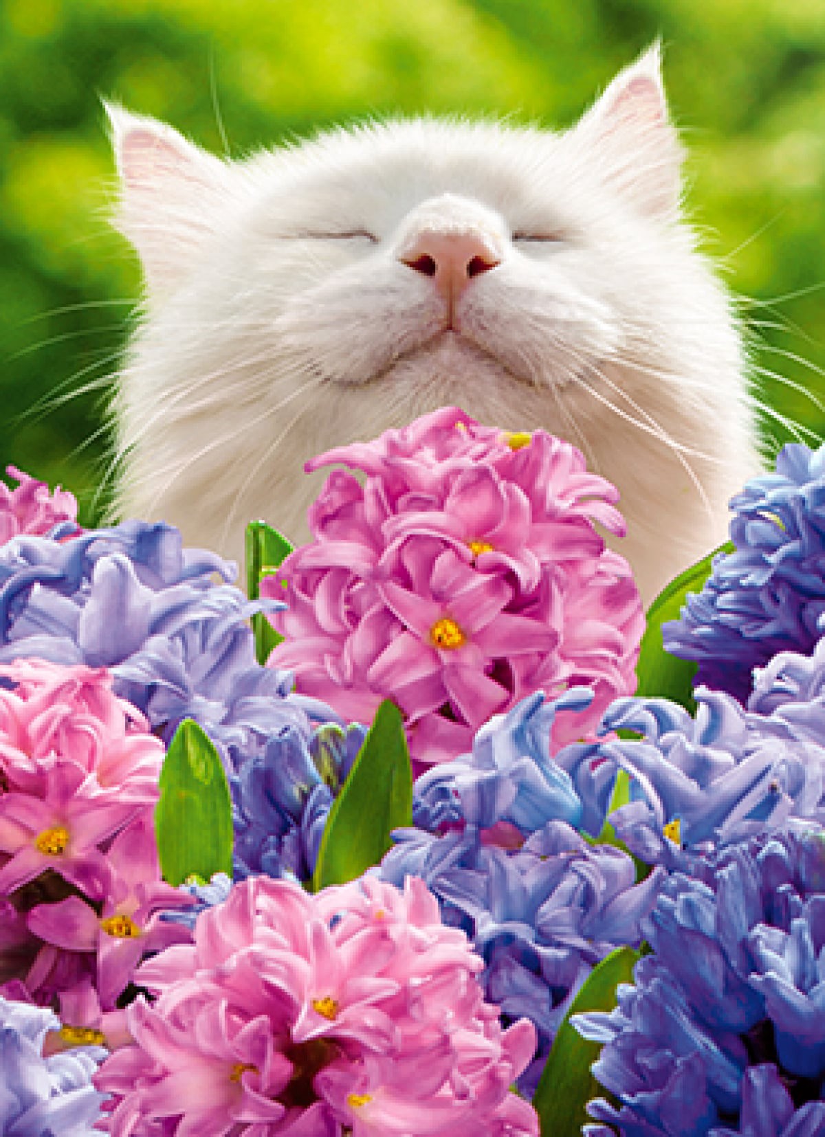 slide 1 of 1, Avanti Card Blank Cat In Flowers Hyacint, 1 ct