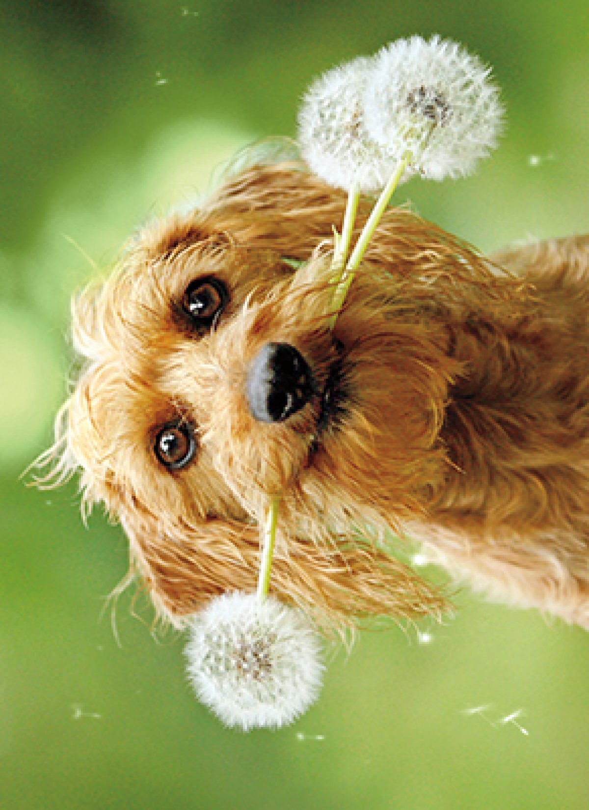 slide 1 of 1, Avanti Card Blank Dog Fluffy Dandelion, 1 ct